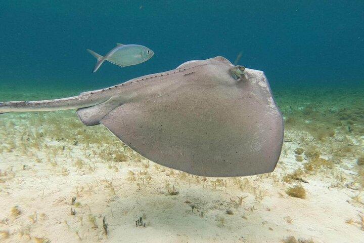 4 hours of shared snorkeling to El Cielo