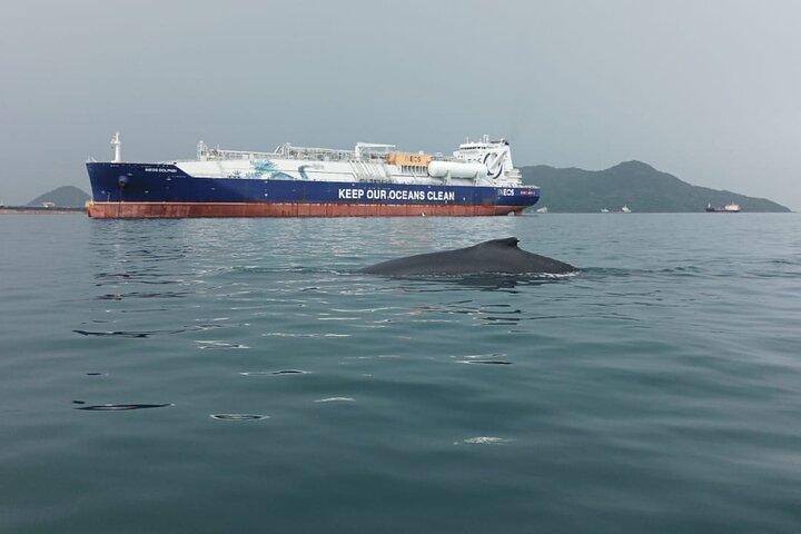 5 hours Whale Watching Experience from Panama City