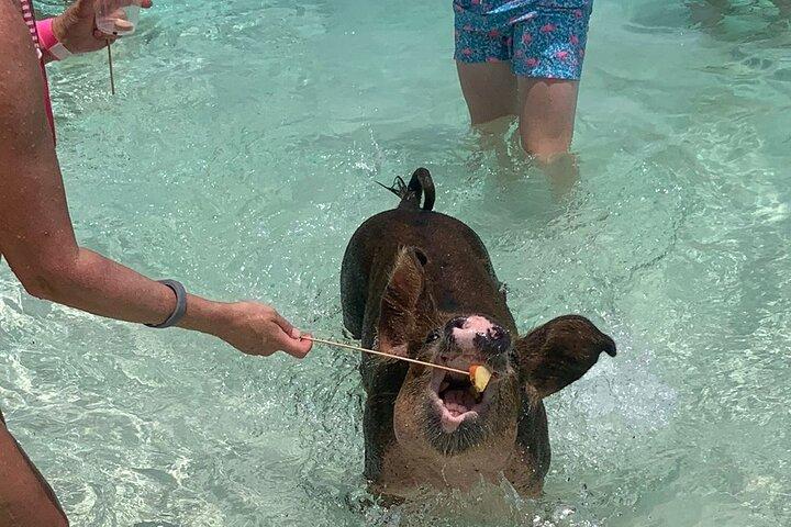 Nassau: Half Day Reef Snorkeling, Turtles & Swimming Pigs