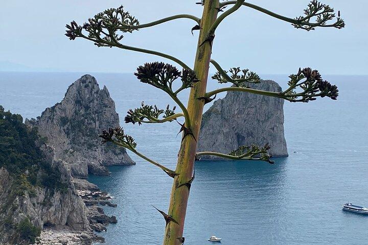 Capri Private Day Tour with Private Island Boat Tour from Rome