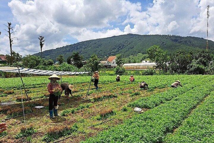 Da Lat Loop Tour - Private Car Tour