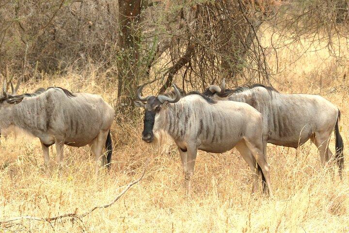 Private Guided Day Trip in Tarangire National Park