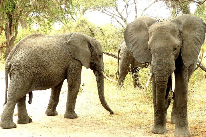 Private Guided Day Trip in Tarangire National Park