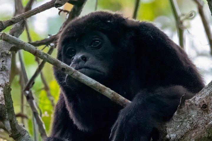 Full Day Churute Howler Monkeys and Chocolate Tour
