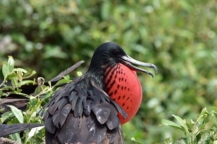 Full Day Dolphins Mangroves and Birdwatching Tour from Guayaquil