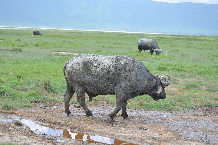 6 Day Wonders of Northern Tanzania Shared Camping Safari