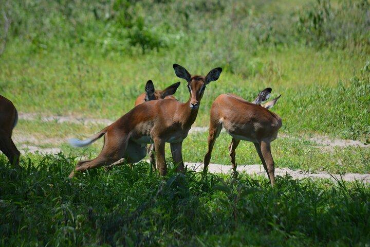 6 Day Wonders of Northern Tanzania Shared Camping Safari