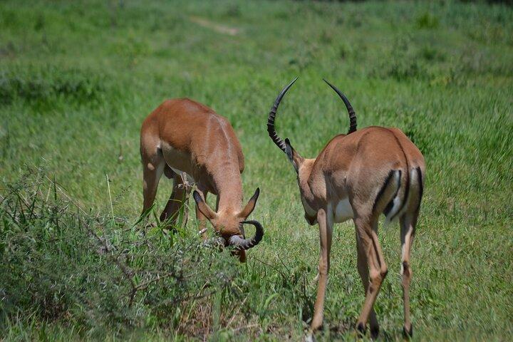 6 Day Wonders of Northern Tanzania Shared Camping Safari