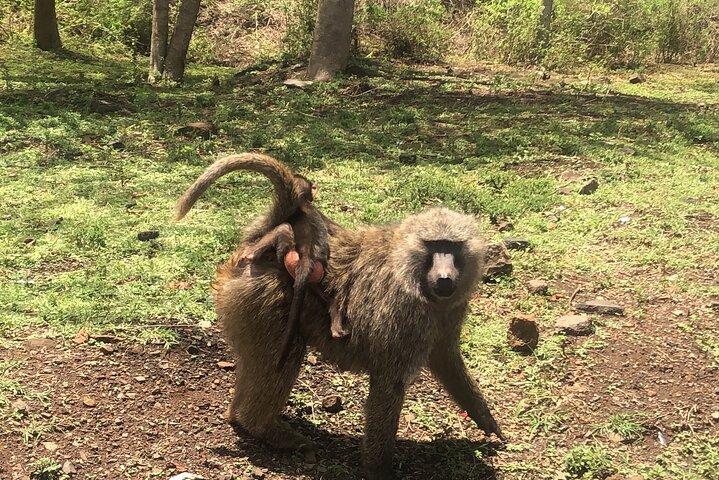Shared Safari Walking Tour in Naivasha with Boat Ride
