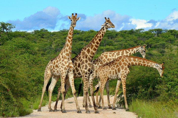 2 Day Tanzania Budget Safari in Tarangire and Ngorongoro