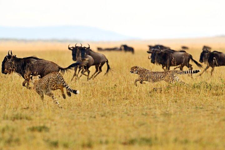 2 Day Tanzania Budget Safari in Tarangire and Ngorongoro
