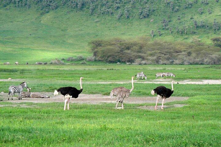 Ngorongoro Crater Day Trip – Shared Group Safari
