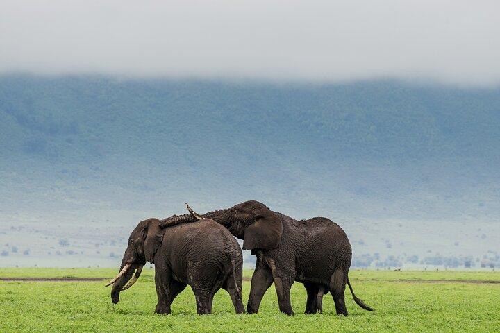 Ngorongoro Crater Day Trip – Shared Group Safari