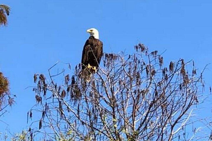 90 Minute Florida Everglades Wildlife Boat Tour