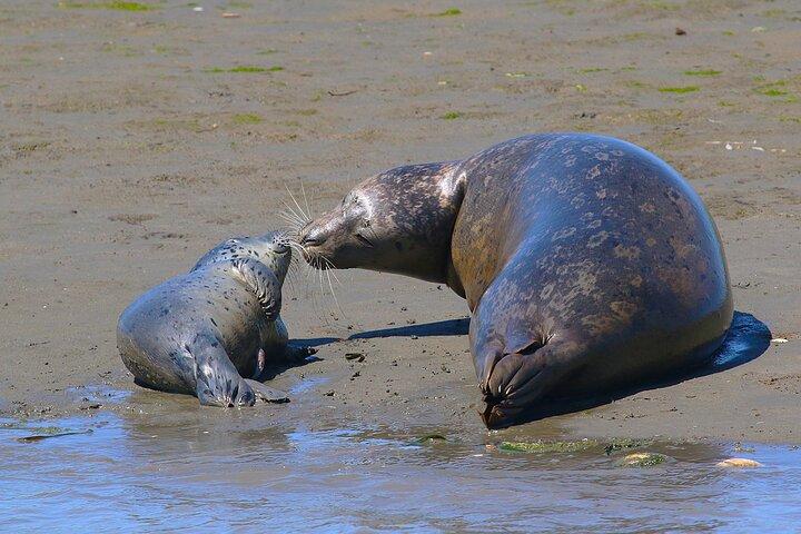 Wildlife Safari Boat Tour in Scenic Monterey Bay Wetland