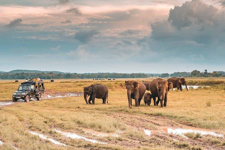 Kaudulla National Park Safari | Jeep with Tickets