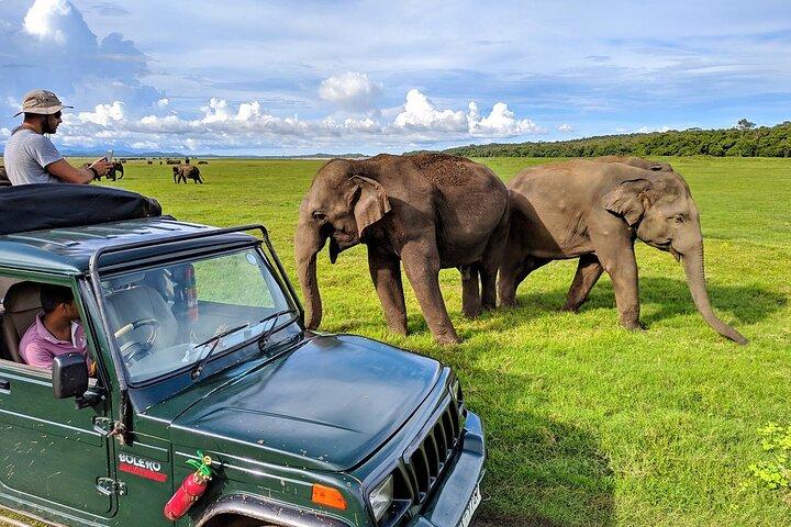 Kaudulla National Park Safari | Jeep with Tickets