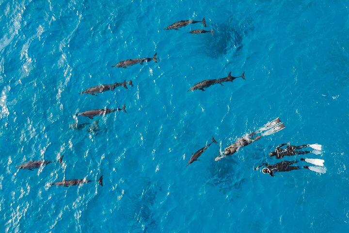 Dolphin House Samadai Reef Boat Snorkeling Trip from Marsa Alam