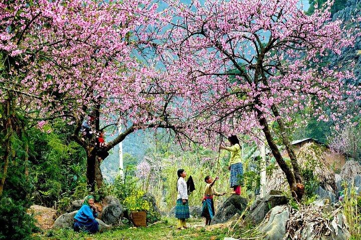 Sapa Hiking Tour: 2-Day Trek & Ethnic Homestay