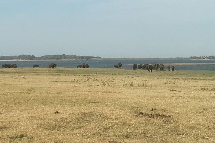 Full day tour to Dambulla, Sigiriya, Elephant Safari from Colombo