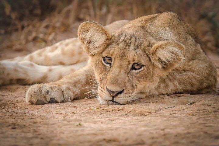 3-Day Ultimate Big Five Safari - Murchison Falls & Rhinos