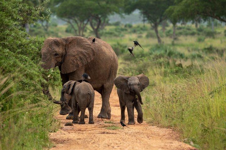3-Day Ultimate Big Five Safari - Murchison Falls & Rhinos