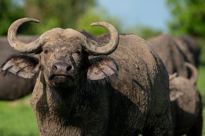 3-Day Ultimate Big Five Safari - Murchison Falls & Rhinos