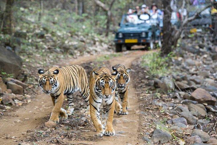 7-Day Golden Triangle Tour with Ranthambore Tiger Safari