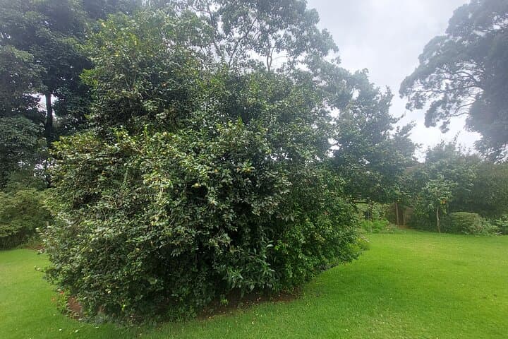 Kiambethu Tea Farm Tour (Thursdays to Sunday)