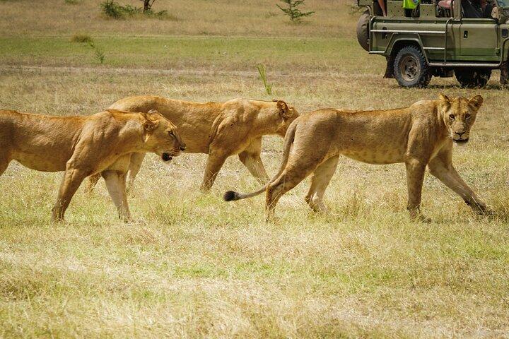 Selous Luxury Day Safari with Photographer