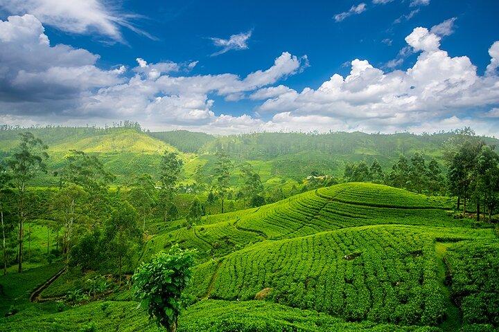 Sri Lanka 7 Days Tour