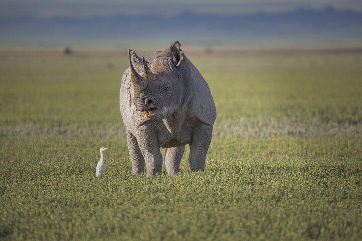 Ngorongoro Crater Day Trip – Shared Group Safari