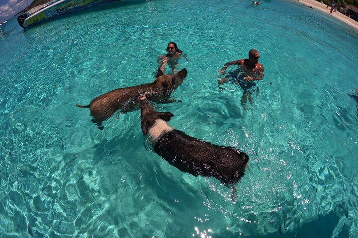 Exuma Island Hopping Swimming Pigs Tour with Lunch from Nassau