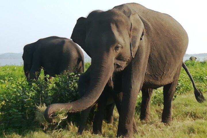 Colombo city tour & Galle fort one day excursion with Tharindu