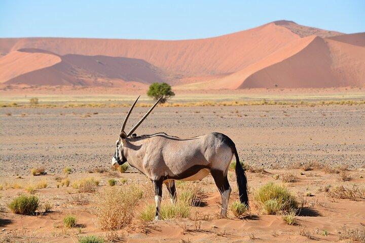 2 Days Guided Tour in Sossusvlei and Sandwich Harbor