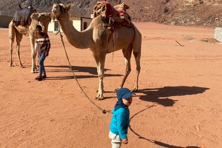 Wadi Rum 4 hours morning tour or sunset tour Desert Highlights