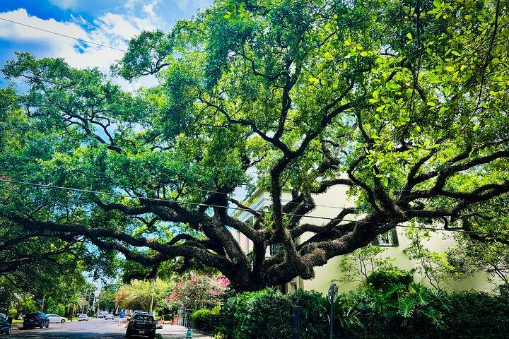 Garden District Walking Tour
