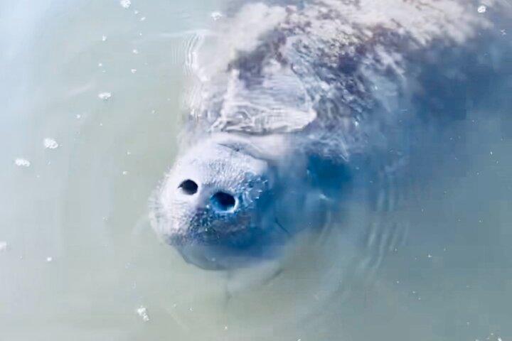 Dolphin and Manatee Kayak and SUP Adventure Tour of Cocoa Beach
