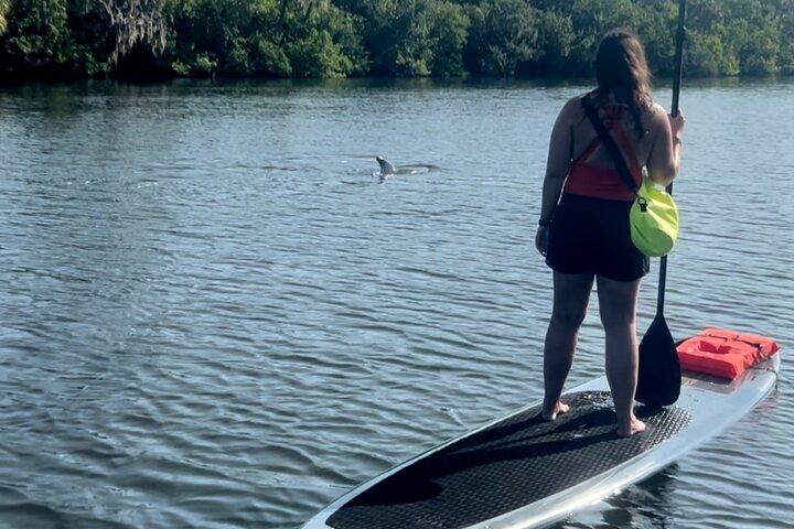 Dolphin and Manatee Kayak and SUP Adventure Tour of Cocoa Beach