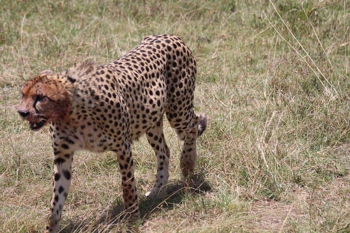 3-Day Private Guided Tour in Masaai Mara Safari