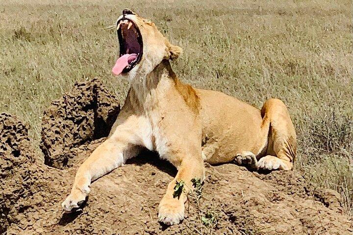 5-Day Tanzania Safaris (living Among lions-mid-range)