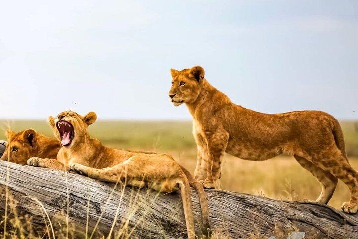 5-Day Tanzania Safaris (living Among lions-mid-range)