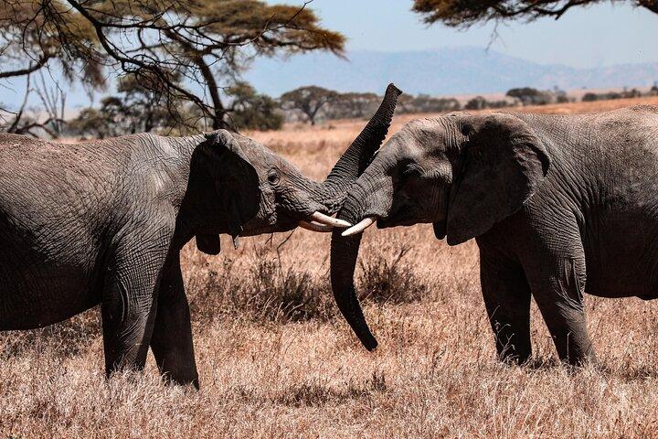5-Day Tanzania Safaris (living Among lions-mid-range)