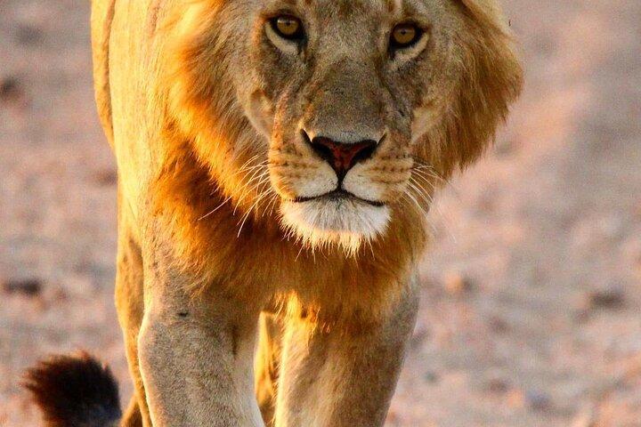 *7-Day Wildebeest Migration Safari*