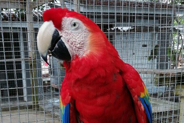Roatan Zipline Adventure, Sloths & Monkeys,Chocolate Factory Tour