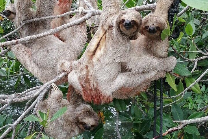Roatan Zipline Adventure, Sloths & Monkeys,Chocolate Factory Tour