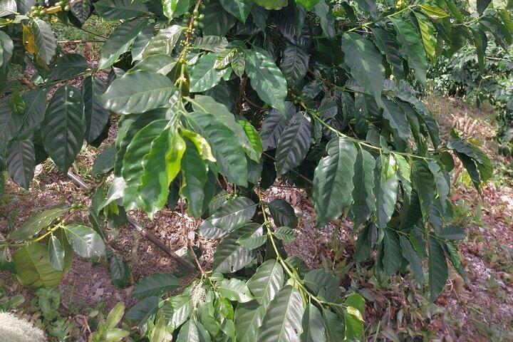 Jamaica Blue Mountain Coffee Tour and sightseeing experience
