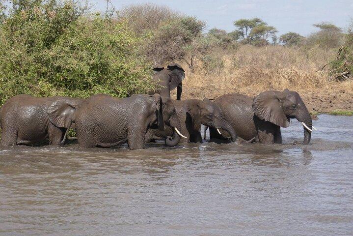 4x4 Land Cruiser Private 3 Day Safari Tour in Meru National Park