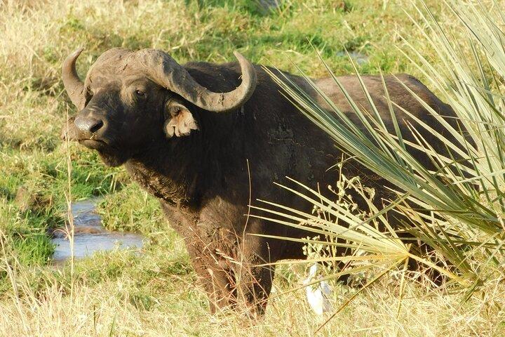 4x4 Land Cruiser Private 3 Day Safari Tour in Meru National Park