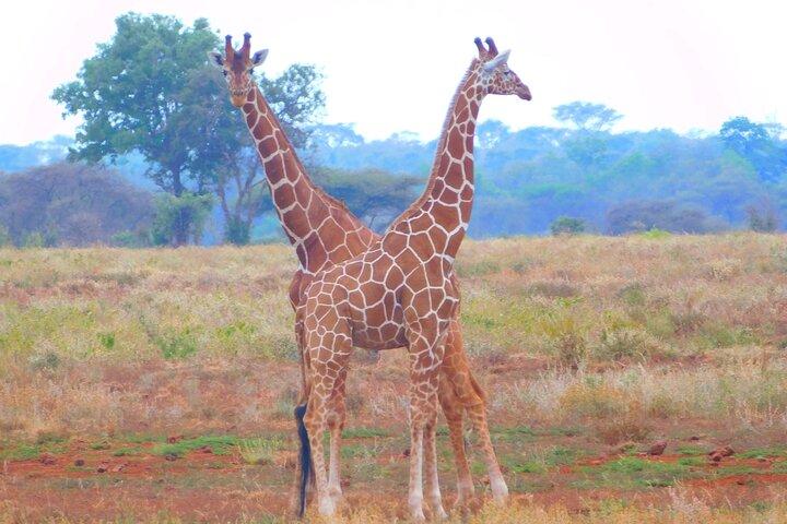 4x4 Land Cruiser Private 3 Day Safari Tour in Meru National Park